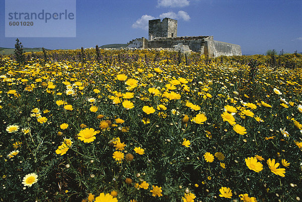 Ufer des wilden Frühlingsblumen in den Marsala-Hügeln  in der Nähe von Marsala  Sizilien  Italien  Europa