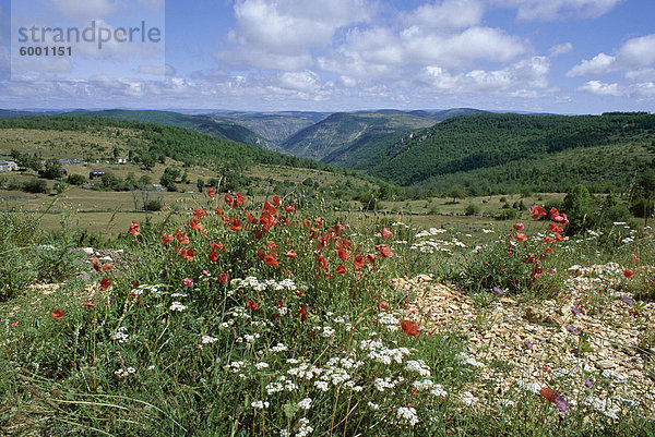 Causse Mejean  Gorges du Tarn hinter  Lozere  Languedoc-Roussillon  Frankreich  Europa