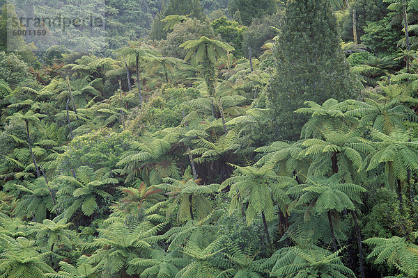 Punga  Baumfarne im Busch  Wanganui District  Taranaki  Nordinsel  Neuseeland  Pazifik