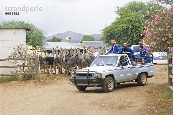 Straussenfarm in Oudtshoorn  Little Karoo  South Affrica