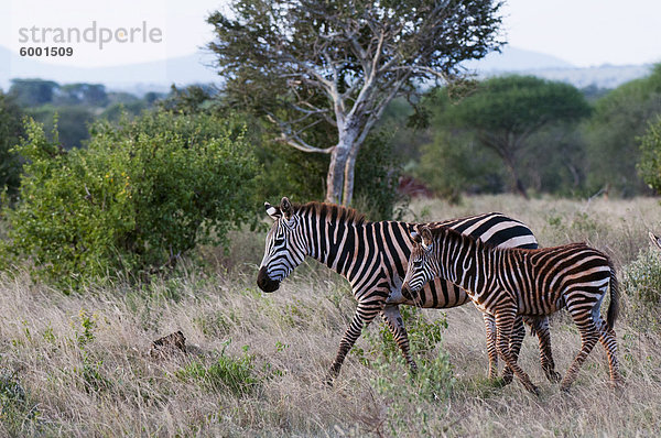 Grant Zebra (Equus Quagga Boehmi)  Lualenyi Game Reserve  Kenia  Ostafrika  Afrika