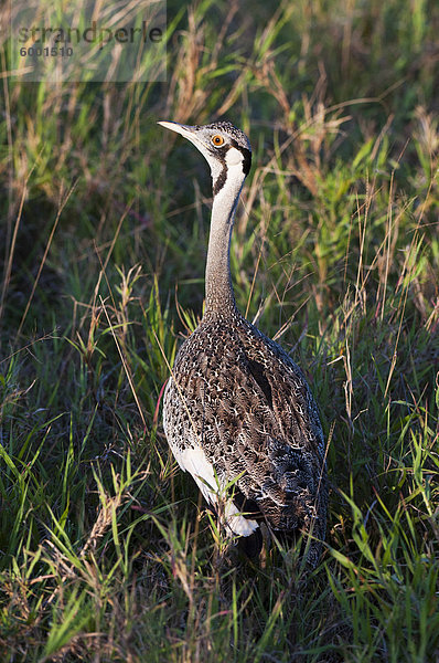 Schwarz-aufgebläht Trappen (Lissotis Melanogaster)  Lualenyi Game Reserve  Kenia  Ostafrika  Afrika