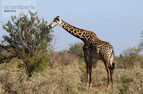 Masai Giraffe (Giraffa Camelopardalis)  Lualenyi Game Reserve  Kenia  Ostafrika  Afrika