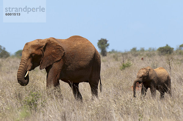 Elefanten (Loxodonta Africana)  Lualenyi Game Reserve  Kenia  Ostafrika  Afrika