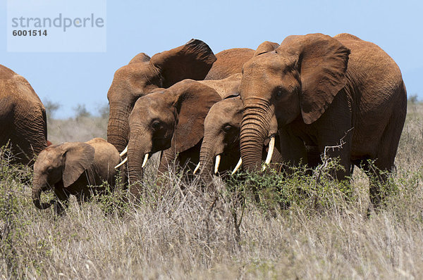 Elefanten (Loxodonta Africana)  Lualenyi Game Reserve  Kenia  Ostafrika  Afrika