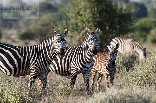 Grant Zebra (Equus Quagga Boehmi)  Lualenyi Game Reserve  Kenia  Ostafrika  Afrika