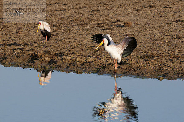 Gelb-Cristobal Storch (Mycteria Ibis)  Lualenyi Game Reserve  Kenia  Ostafrika  Afrika