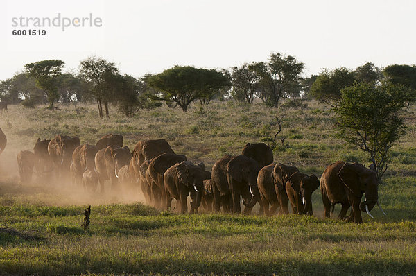 Elefanten (Loxodonta Africana)  Lualenyi Game Reserve  Kenia  Ostafrika  Afrika