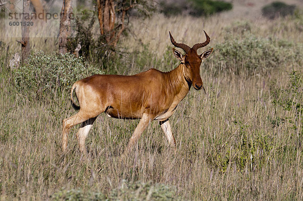 Cokes Kuhantilope (Alcelaphus Buselaphus)  Lualenyi Game Reserve  Kenia  Ostafrika  Afrika