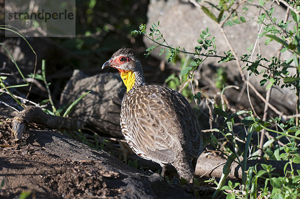 Gelb Hals Spurfowl (Francolinus Leucoscepus)  Lualenyi Game Reserve  Kenia  Ostafrika  Afrika