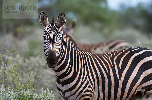 Grant Zebra (Equus Quagga Boehmi)  Lualenyi Game Reserve  Kenia  Ostafrika  Afrika