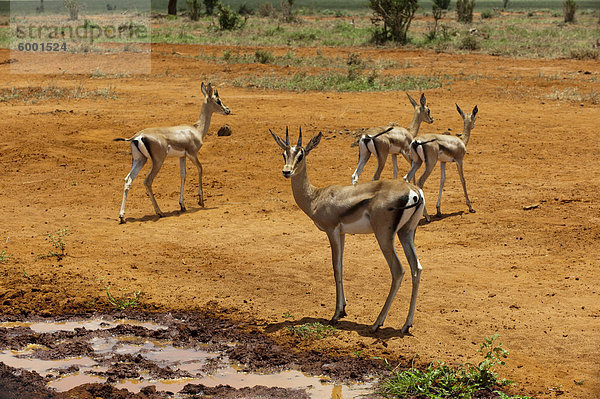 Grant's Gazelle (Gazella Granti)  Ostafrika  Tsavo-East-Nationalpark  Kenia  Afrika