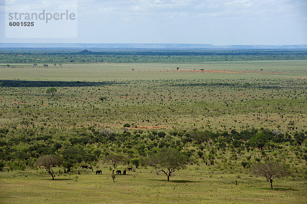 Tsavo-East-Nationalpark  Kenia  Ostafrika  Afrika