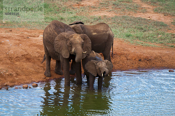 Elefanten (Loxodonta Africana) am Wasserloch  Tsavo-East-Nationalpark  Kenia  Ostafrika  Afrika