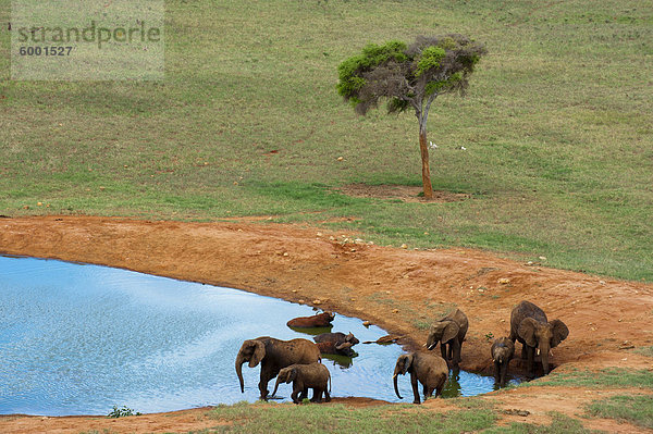 Elefanten (Loxodonta Africana) und Afrikanischer Büffel (Syncerus Caffer) am Wasserloch  Tsavo-East-Nationalpark  Kenia  Ostafrika  Afrika