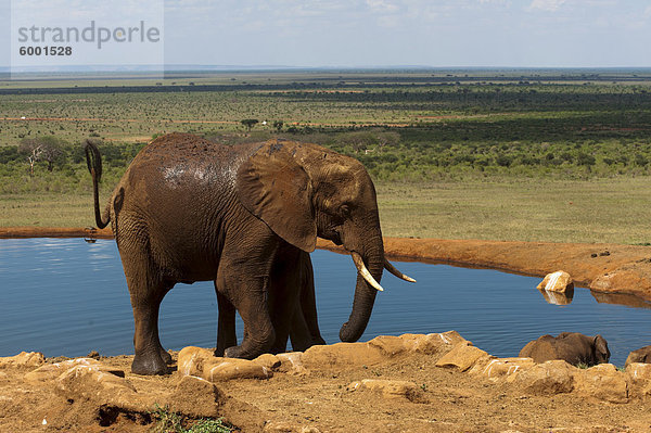 Elefanten (Loxodonta Africana) am Wasserloch  Tsavo-East-Nationalpark  Kenia  Ostafrika  Afrika