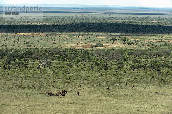 Elefanten (Loxodonta Africana)  Tsavo-East-Nationalpark  Kenia  Ostafrika  Afrika