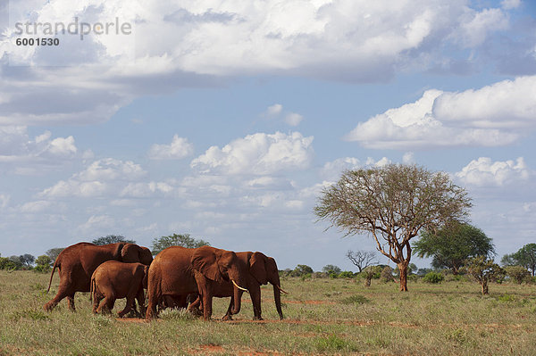 Elefanten (Loxodonta Africana)  Tsavo-East-Nationalpark  Kenia  Ostafrika  Afrika