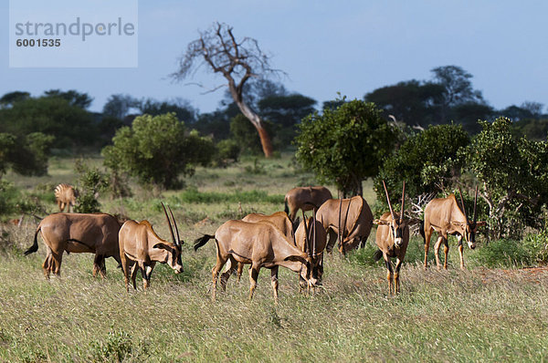 Oryx (Oryx Gazella) ®  Ostafrika  Tsavo-East-Nationalpark  Kenia  Afrika