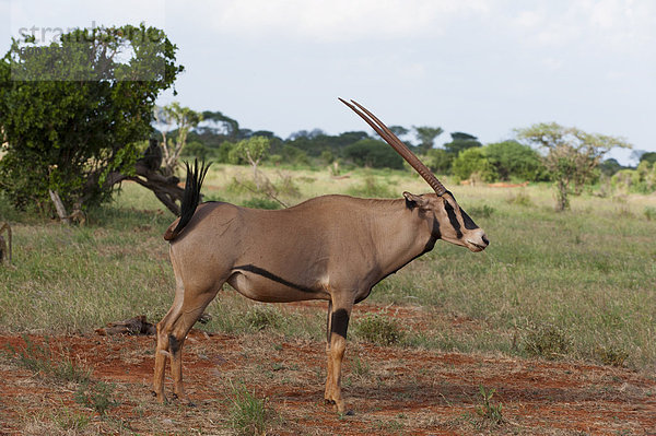 Oryx (Oryx Gazella) ®  Ostafrika  Tsavo-East-Nationalpark  Kenia  Afrika