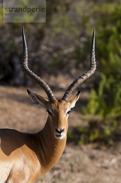 Impala (Aepyceros Melampus)  Ostafrika  Tsavo-East-Nationalpark  Kenia  Afrika