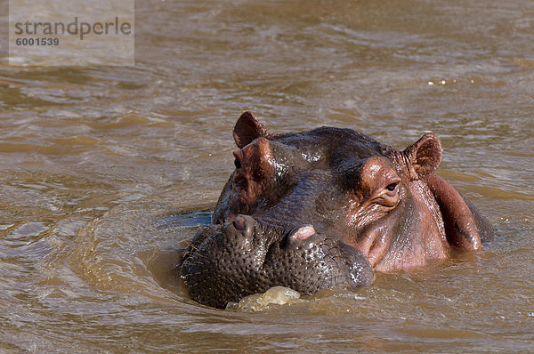 Flusspferd (Hippopotamus Amphibius)  Ostafrika  Tsavo-East-Nationalpark  Kenia  Afrika