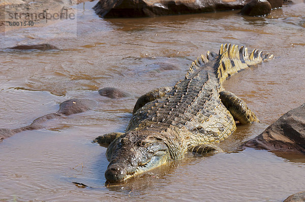Nilkrokodil (Crocodylus Niloticus)  Ostafrika  Tsavo-East-Nationalpark  Kenia  Afrika