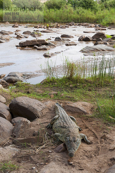 Nilkrokodil (Crocodylus Niloticus)  Ostafrika  Tsavo-East-Nationalpark  Kenia  Afrika