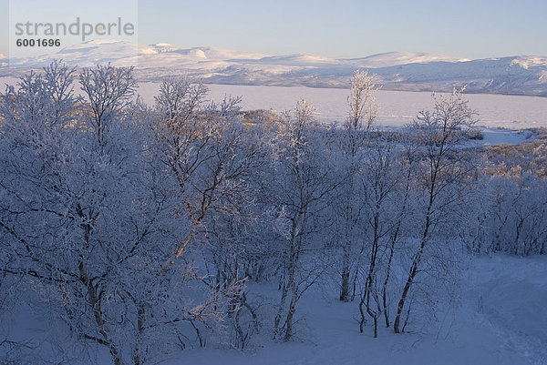 Verschneite Landschaft  Abisko  Schweden  Skandinavien  Europa