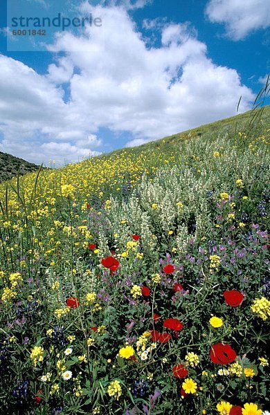 Frühling am Tel Shocha  am Eingang zum Ha'ela-Tal  die Steuerung der alten Straße von der Küstenebene nach Hebron und Jerusalem  Israel  Naher Osten