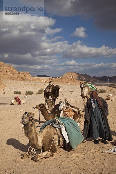 Beduinen und Kamele in der Wüste Sinai  Ägypten  Nordafrika  Afrika