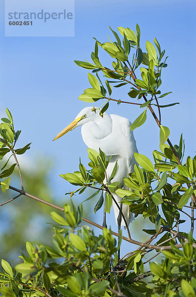 Silberreiher (Casmerodius Albus) auf einem Baum  Sanibel Island  J. N. Ding Darling National Wildlife Refuge  Florida  Vereinigte Staaten von Amerika  Nordamerika