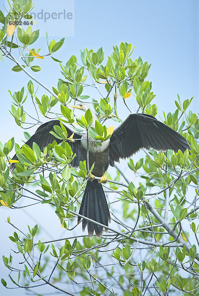 Liebe Amerika Nordamerika Verbindung Flucht Florida Sanibel Island Wildtier