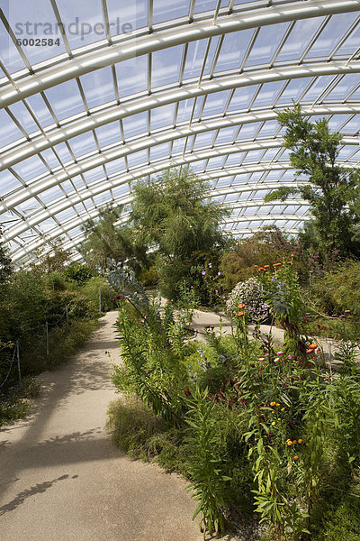 Europa Großbritannien Garten Zimmer groß großes großer große großen Glashaus Chillipulver Chilli Kalifornien Botanik Wales