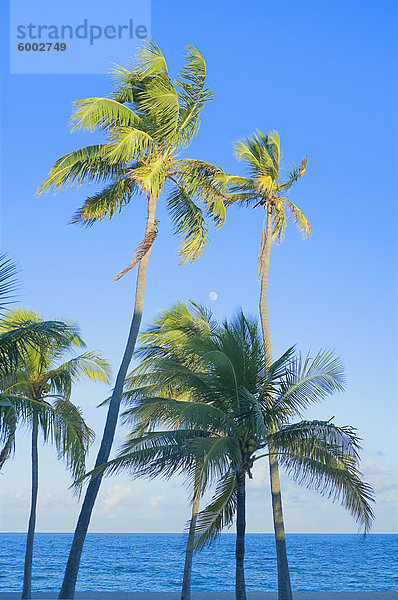 Palmen am tropischen Strand  Fort Lauderdale  Florida  Vereinigte Staaten von Amerika  Nordamerika