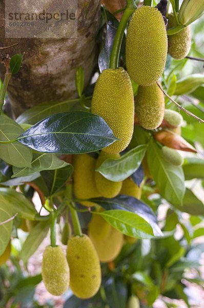 Durian (Durio Zibethinus)) hängen am Baum  ChuChi  Vietnam  Indochina  Südostasien  Asien