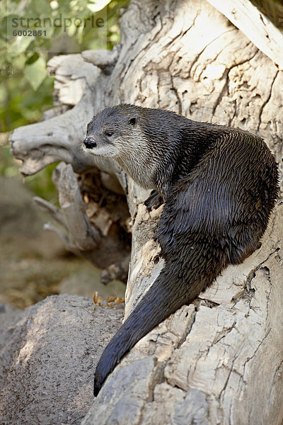 Fischotter (Lutra Canadensis) in Gefangenschaft  Arizona-Sonora Desert Museum  Tucson  Arizona  Vereinigte Staaten von Amerika. Nordamerika