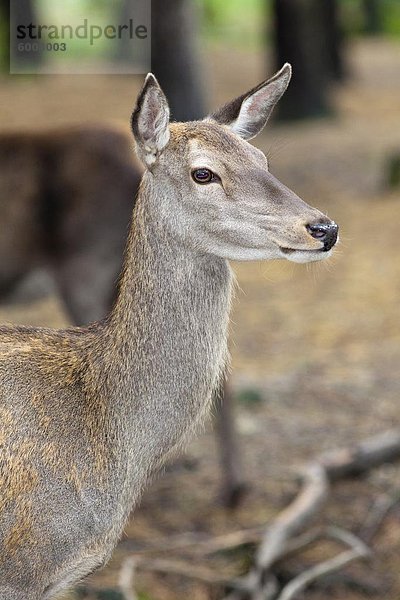 Rothirsch (Cervus Elaphus)  Kent  England  Vereinigtes Königreich  Europa