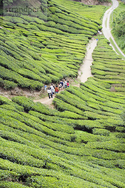 Touristen zu Fuß in eine Tee-Plantage  BOH Sungai Palas-Teeplantage  Cameron Highlands  Perak Staat  Malaysia  Südostasien  Asien