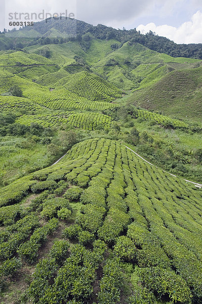 Teeplantage  BOH Sungai Palas-Teeplantage  Cameron Highlands  Bundesstaat Perak  Malaysia  Südostasien  Asien