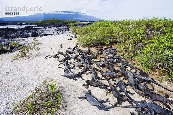 Meeresleguane (Amblyrhynchus Cristatus)  Isla Isabela  Galapagos-Inseln  UNESCO World Heritage Site  Ecuador  Südamerika