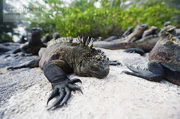 Meeresleguane (Amblyrhynchus Cristatus)  Isla Isabela  Galapagos-Inseln  UNESCO World Heritage Site  Ecuador  Südamerika