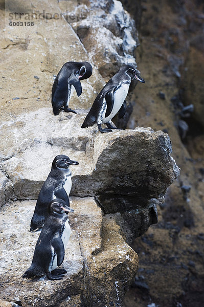 Galapagos Pinguine (Spheniscus Mendiculus)  Isla Isabela  Galapagos-Inseln  UNESCO World Heritage Site  Ecuador  Südamerika