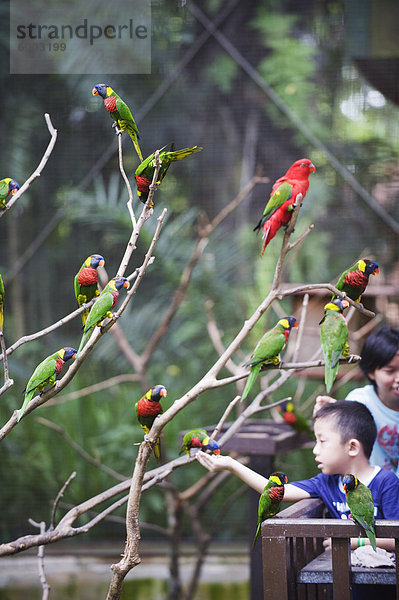 Junge Fütterung Sittiche in Welt von Papageien  KL Vogelpark  Kuala Lumpur  Malaysia  Südostasien  Asien