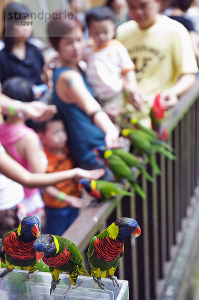 Kinder Fütterung Sittiche in Welt von Papageien  KL Vogelpark  Kuala Lumpur  Malaysia  Südostasien  Asien