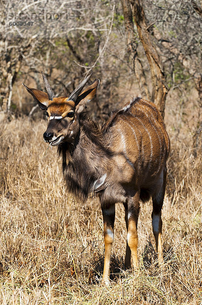 Nyala (Tragelaphus Angasii)  Kapama Game Reserve  Südafrika  Afrika