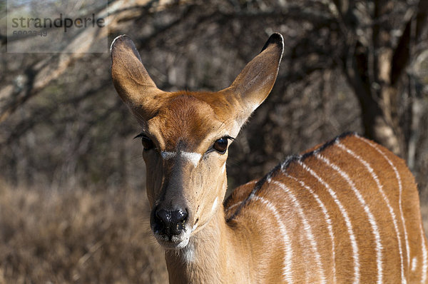 Nyala (Tragelaphus Angasii)  Kapama Game Reserve  Südafrika  Afrika