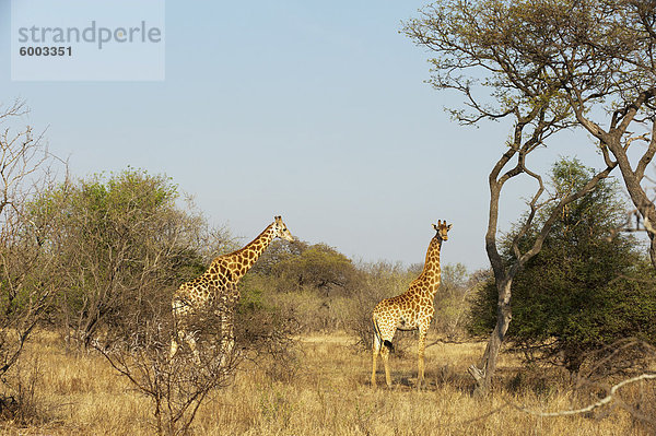 Giraffe (Giraffa Camelopardalis)  Kapama Game Reserve  Südafrika  Afrika