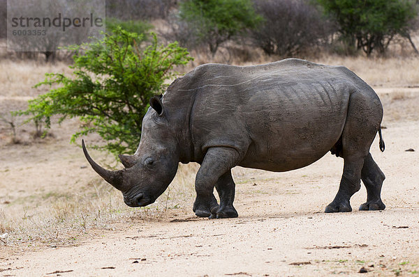 Weißes Nashorn (Ceratotherium Simum)  Kapama Game Reserve  Südafrika  Afrika