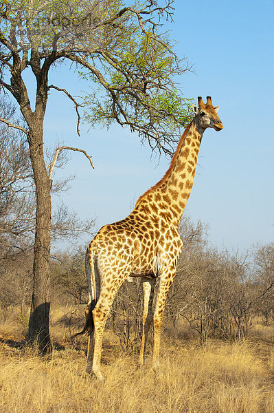 Giraffe (Giraffa Camelopardalis)  Kapama Game Reserve  Südafrika  Afrika